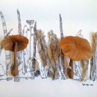 Souvenir-de-champignons