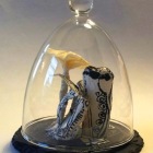 champignons-sous-cloche-en-verre